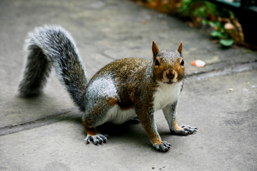 Eichhörnchen auf Bunhill Fields