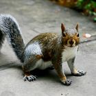 Eichhörnchen auf Bunhill Fields