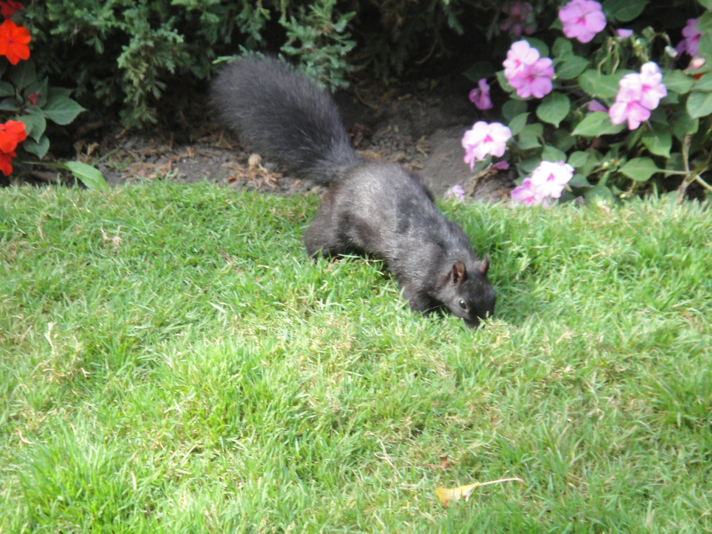 Eichhörnchen auf canadisch