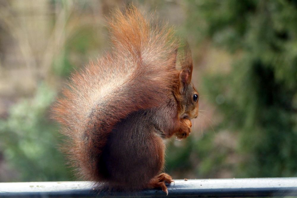 Eichhörnchen auf dem Balkon