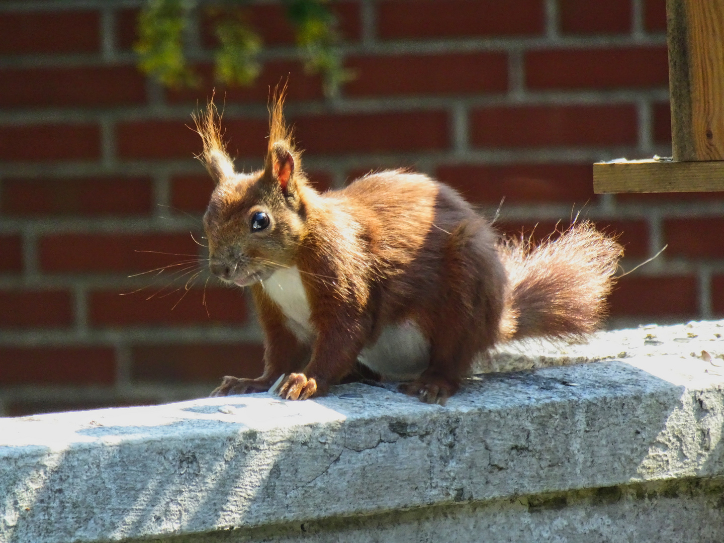 Eichhörnchen auf dem Balkon