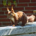 Eichhörnchen auf dem Balkon