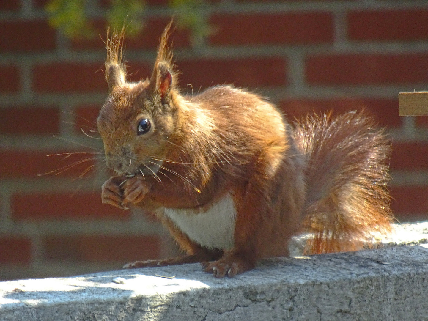 Eichhörnchen auf dem Balkon Nr. 2