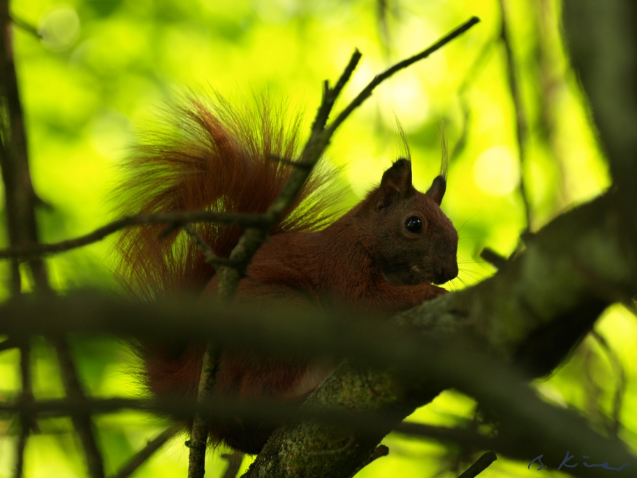 Eichhörnchen auf dem Baum (2)