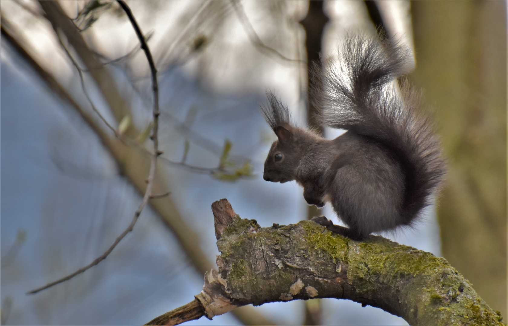 Eichhörnchen auf dem Baum