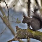 Eichhörnchen auf dem Baum