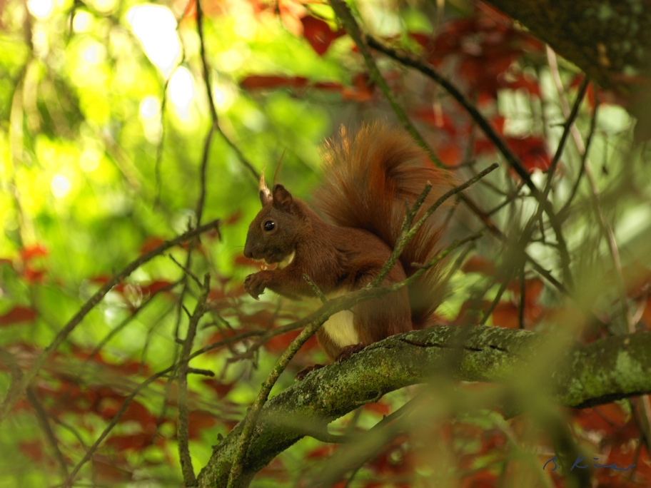 Eichhörnchen auf dem Baum