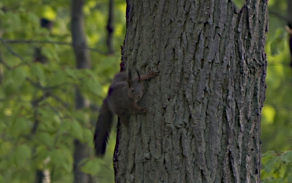 Eichhörnchen auf dem baum