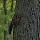 Eichhörnchen auf dem baum