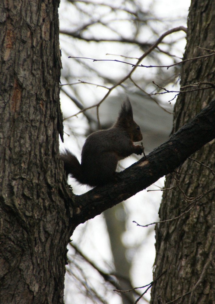 Eichhörnchen auf dem Baum am Fressen