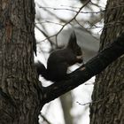 Eichhörnchen auf dem Baum am Fressen