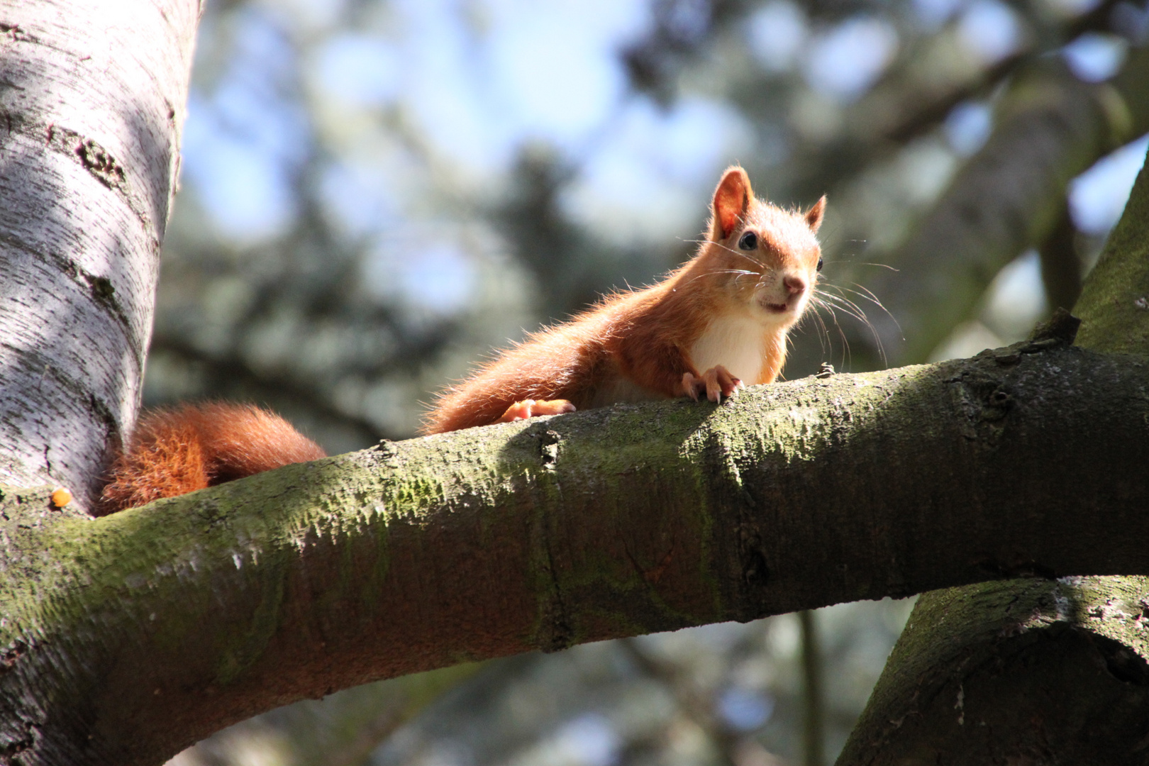 Eichhörnchen auf dem Baumstamm