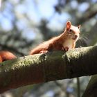 Eichhörnchen auf dem Baumstamm
