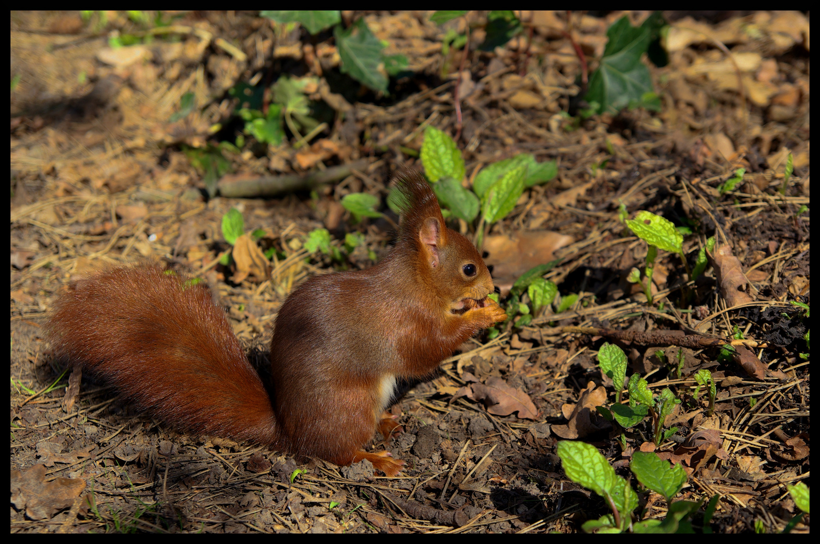 Eichhörnchen auf dem Dortmunder Ostfriedhof