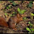 Eichhörnchen auf dem Dortmunder Ostfriedhof