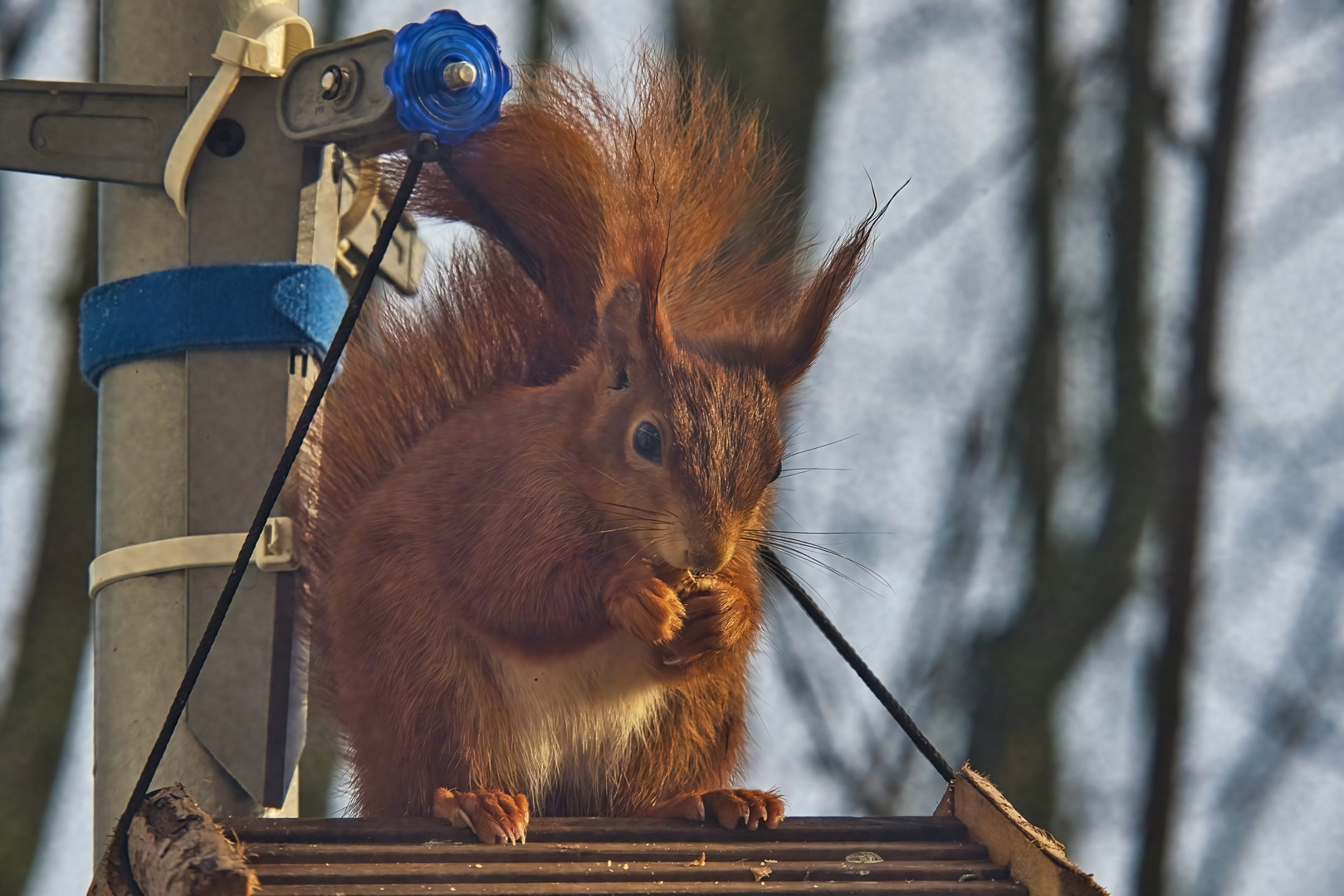 Eichhörnchen auf dem Futterhäuschen