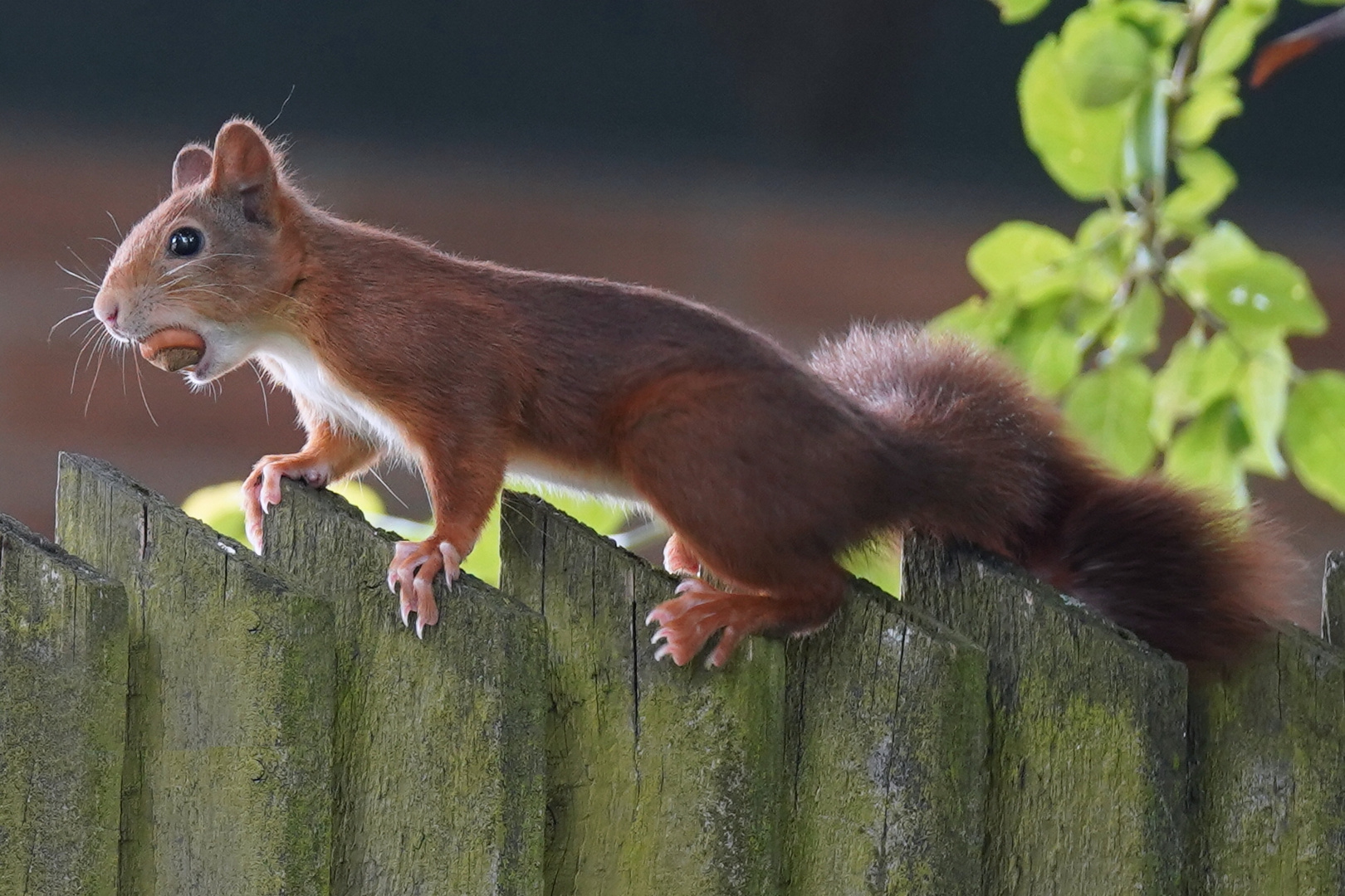 Eichhörnchen auf dem Gartenzaun 