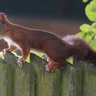 Eichhörnchen auf dem Gartenzaun 