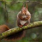 Eichhörnchen auf dem  Nussbaum.