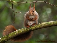 Eichhörnchen auf dem  Nussbaum.