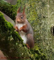 Eichhörnchen auf dem  Nussbaum.