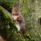 Eichhörnchen auf dem  Nussbaum.