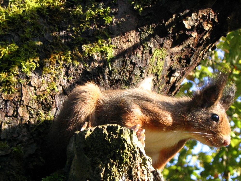 Eichhörnchen auf dem Sprung