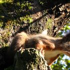 Eichhörnchen auf dem Sprung