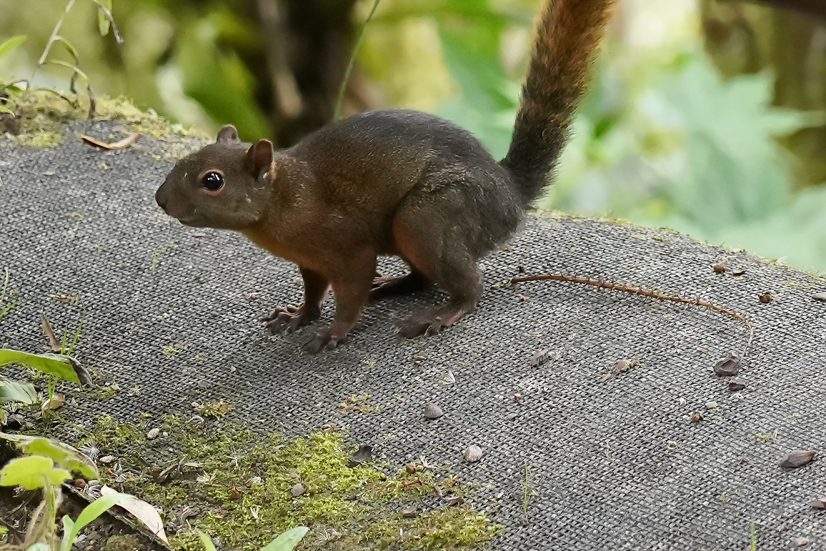 Eichhörnchen auf dem Sprung