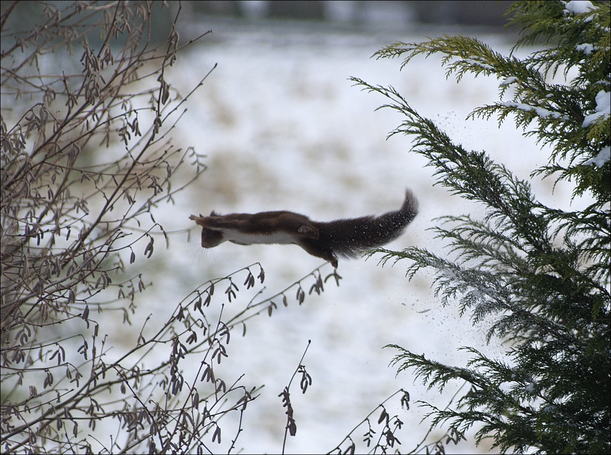 Eichhörnchen auf dem Sprung