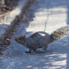 Eichhörnchen auf dem Sprung