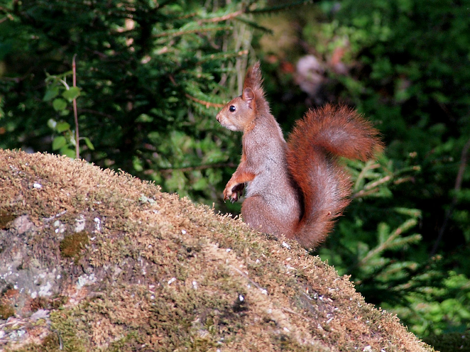 Eichhörnchen auf dem Stein