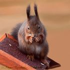 Eichhörnchen auf dem Vogelhaus..:)