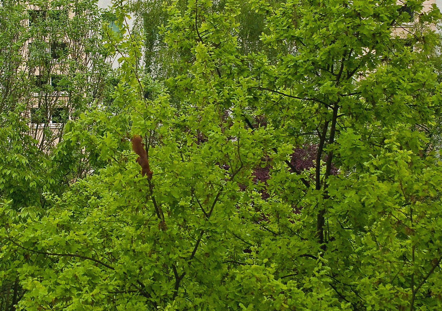 Eichhörnchen auf dem Weg nach unten