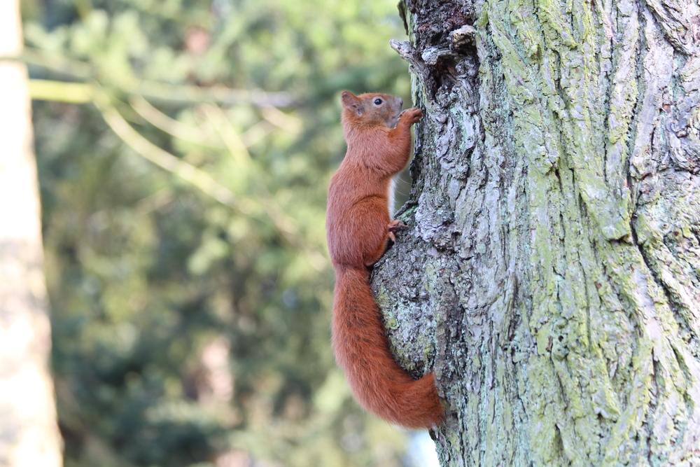 Eichhörnchen auf dem Weg zu ihrem Kobel.