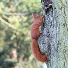 Eichhörnchen auf dem Weg zu ihrem Kobel.