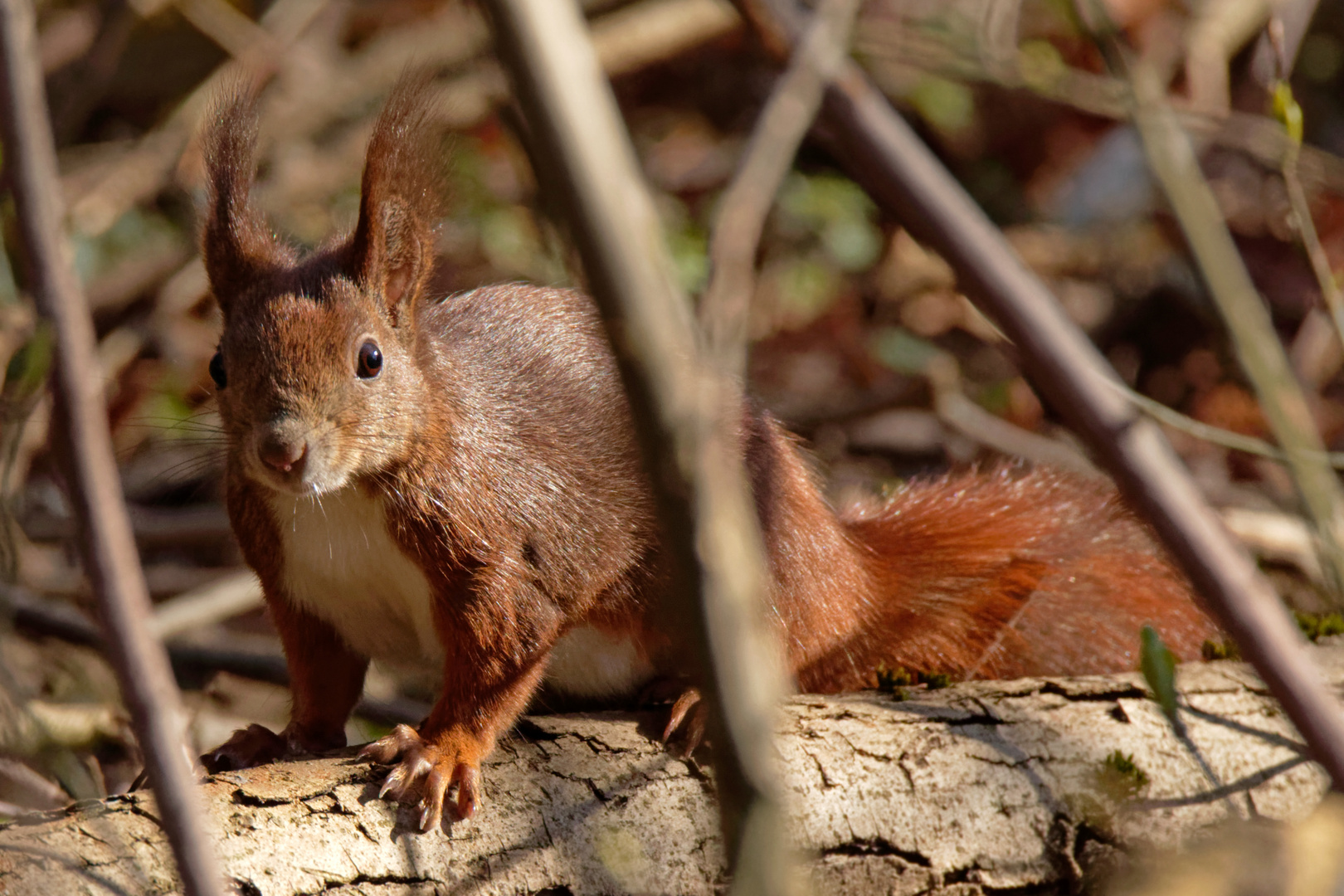 Eichhörnchen auf dem Weg zum Bach