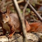 Eichhörnchen auf dem Weg zum Bach