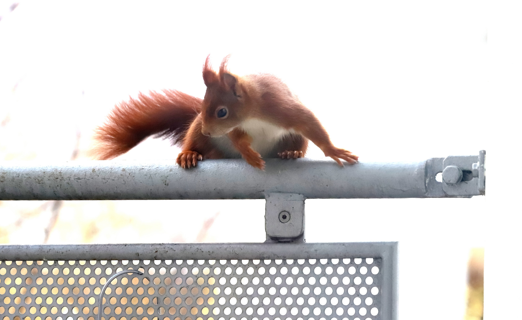 Eichhörnchen auf dem Weg zum Meisenknödel