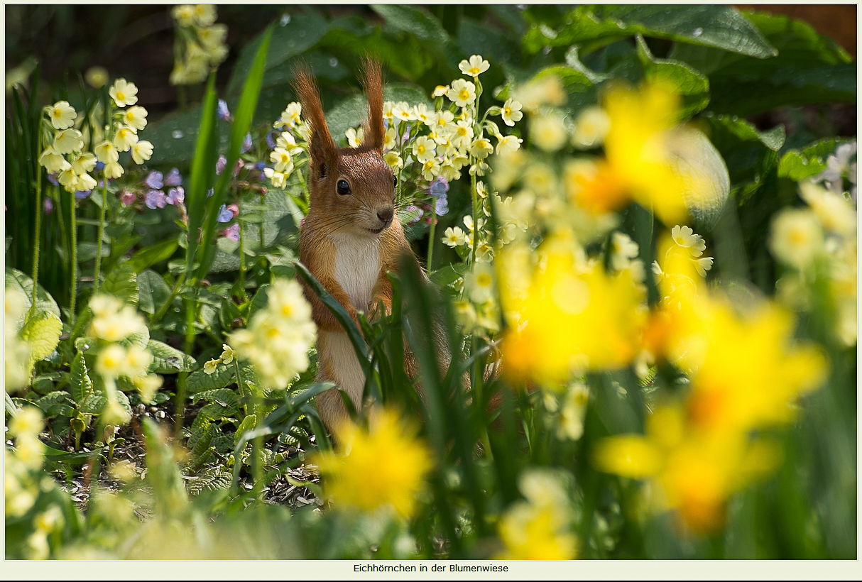 Eichhörnchen auf der Blumenwiese