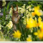 Eichhörnchen auf der Blumenwiese