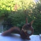 Eichhörnchen auf der Fensterbank