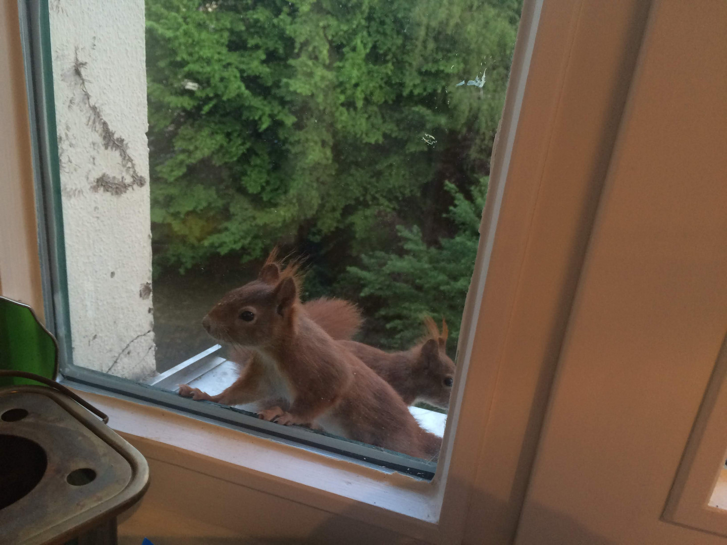 Eichhörnchen auf der Fensterbank