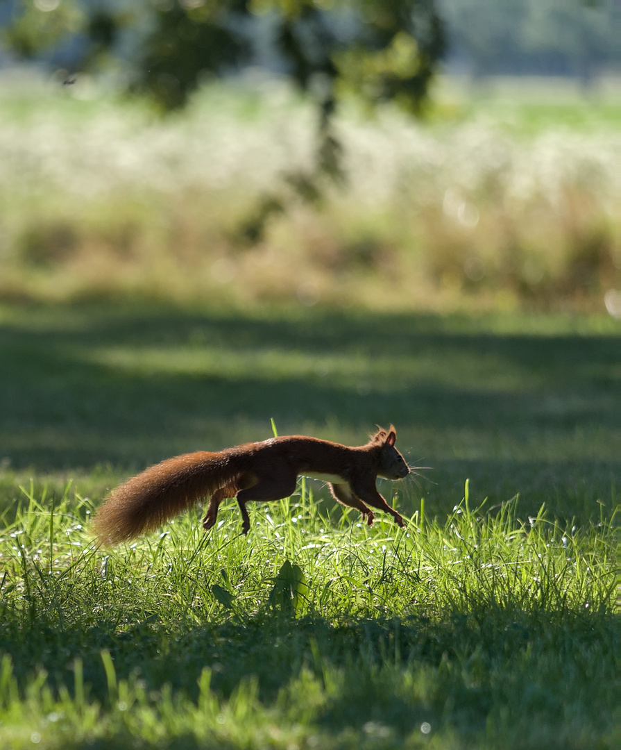 Eichhörnchen auf der Flucht