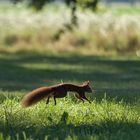 Eichhörnchen auf der Flucht