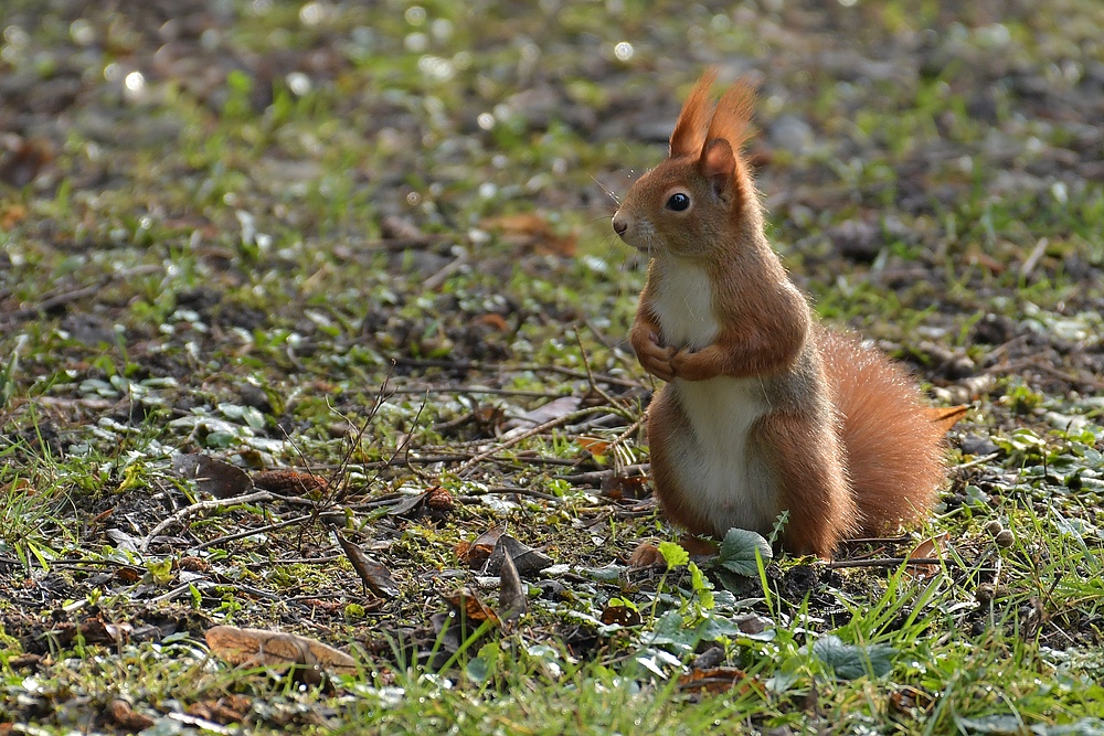 Eichhörnchen: Auf der Friedhofswiese