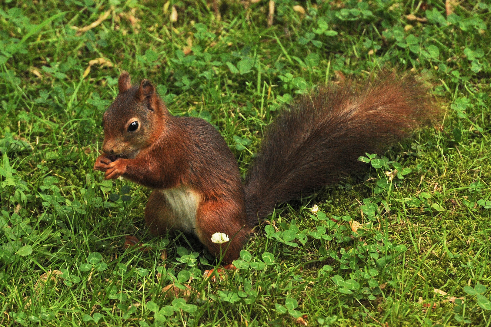 Eichhörnchen auf der Futtersuche