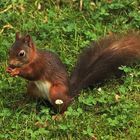 Eichhörnchen auf der Futtersuche