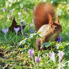 Eichhörnchen auf der Krokuswiese