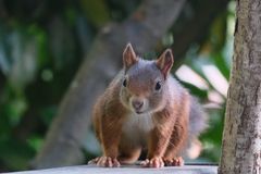 Eichhörnchen auf der Lauer